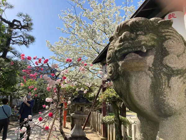 参道を彩る枝垂れ桃