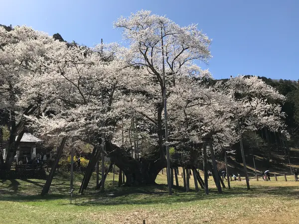 2023年３月29日の写真