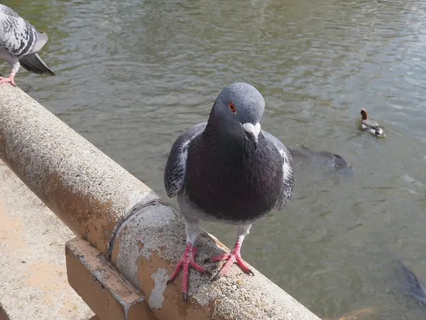 人に慣れ過ぎている鳩