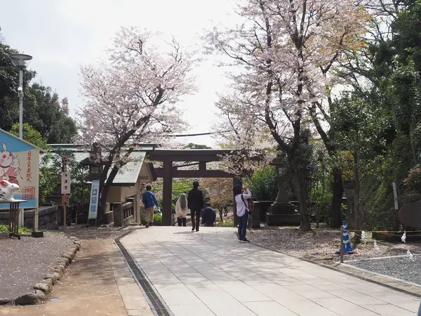 リスがいた桜の木は前方右側