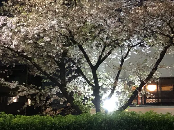 桜の季節には最高のお店です