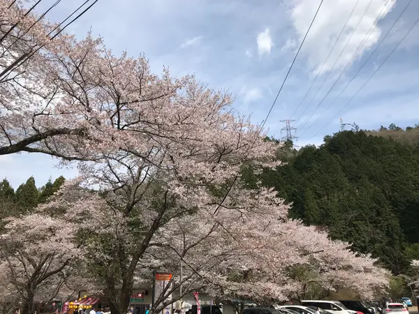 2023年4月2日の写真