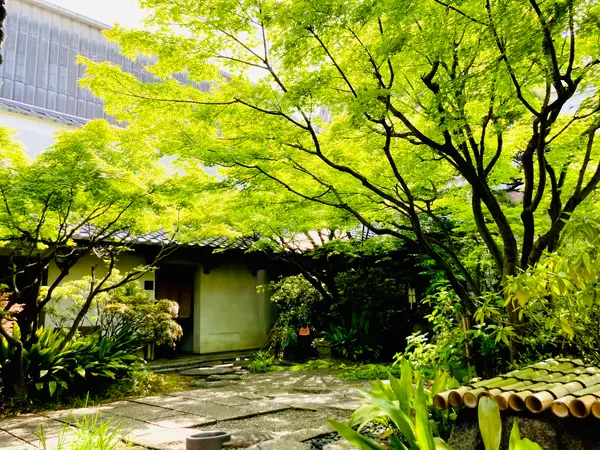 裏のお庭の緑が美しい