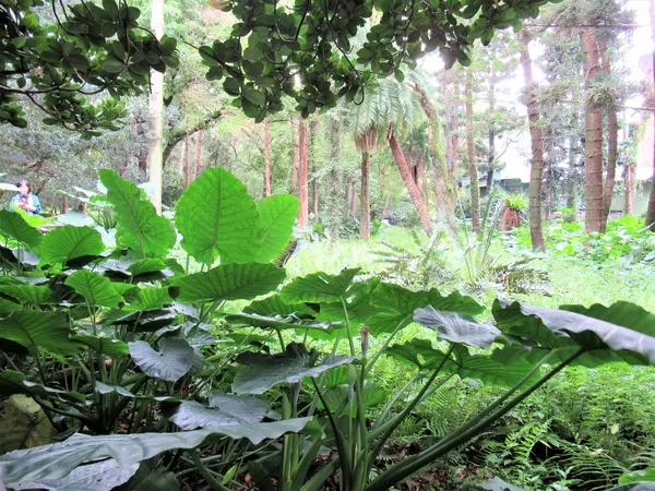 台北植物園