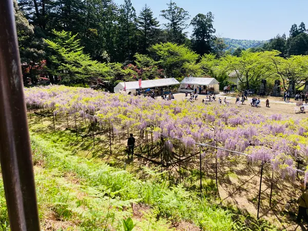 藤棚全景〜全長120m〜