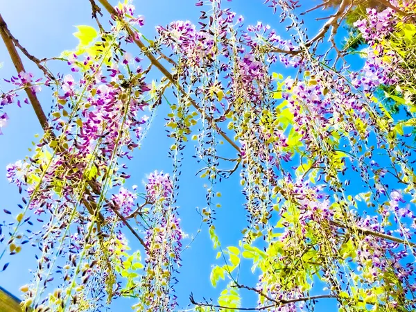 まだまだ咲きます