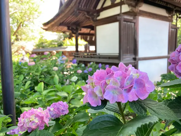 紫陽花苑