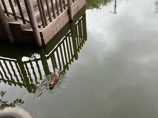 ソロカモ？？