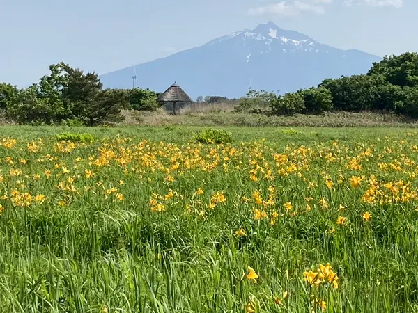 キスゲのお花畑越しの岩木山