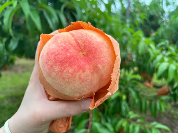 日川白鳳（ひかわはくほう）