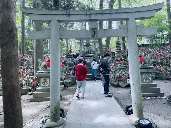 圧巻のキツネたち