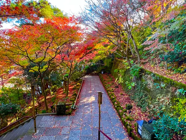 紅葉