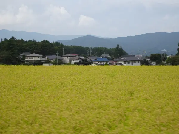 秋の実り