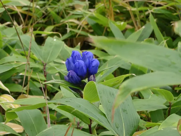 孤高の花