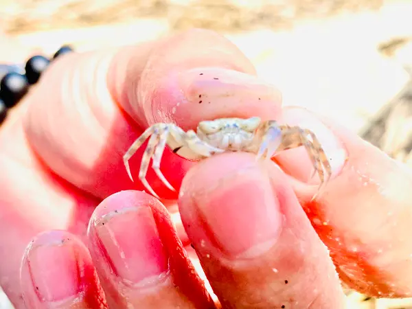 カニ🦀が✨