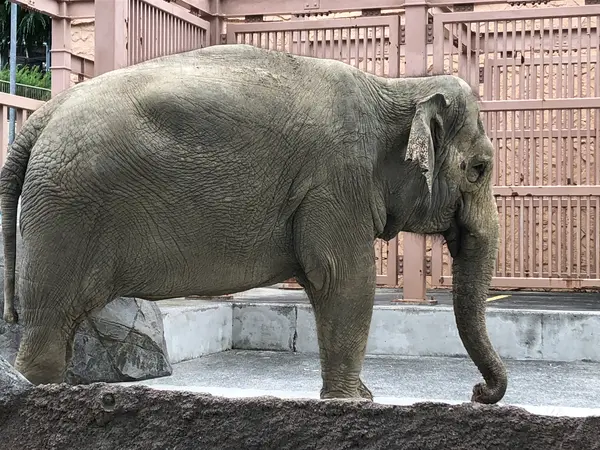 ゾウ