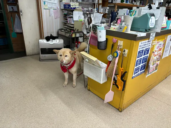 甘えん坊のわんちゃんがお出迎え🐶