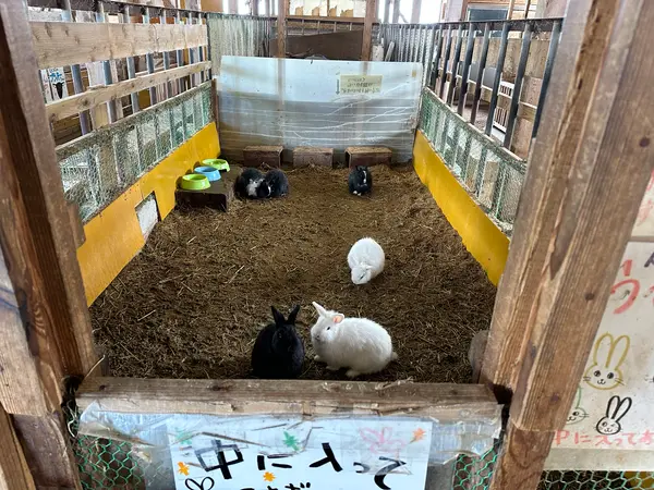 ウサギ小屋に入れます🐇