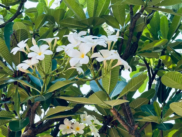 白いプルメリア