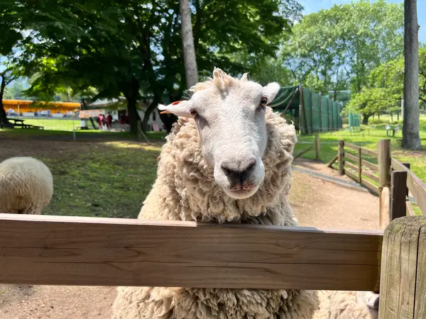 ひつじさん🐑