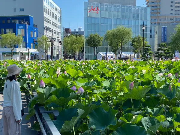 見るハス