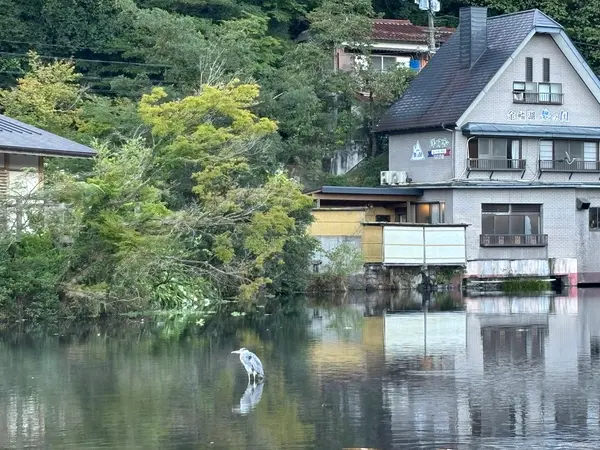 鷺のいる風景