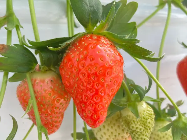 あすかルビー✨