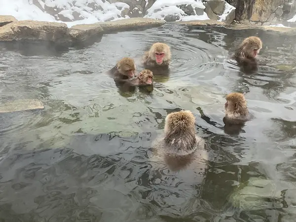 スポット内のおすすめ