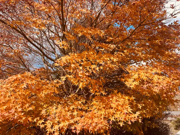 🍁紅葉