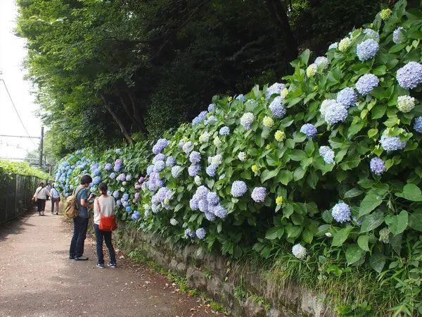 小道に咲く紫陽花たち