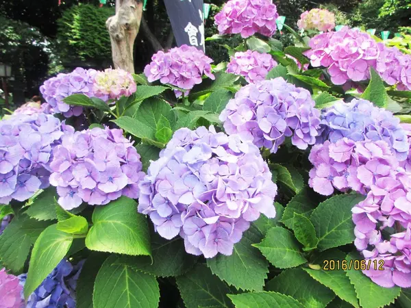 色とりどりの紫陽花寺