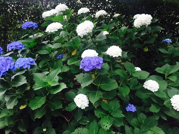 6月だったので
