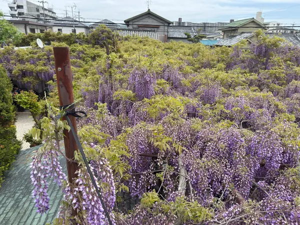 上から見た藤の絨毯