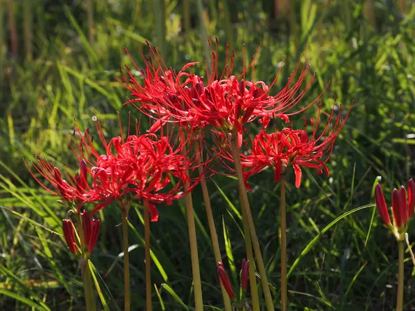 曼珠沙華？ 彼岸花？