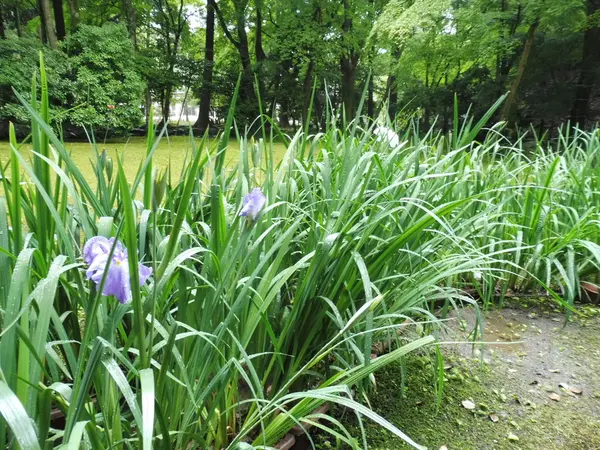 渉渓園の特別公開