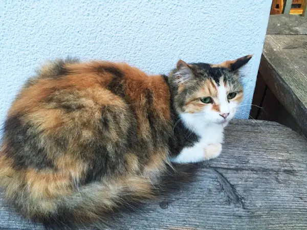 看板猫みーちゃん