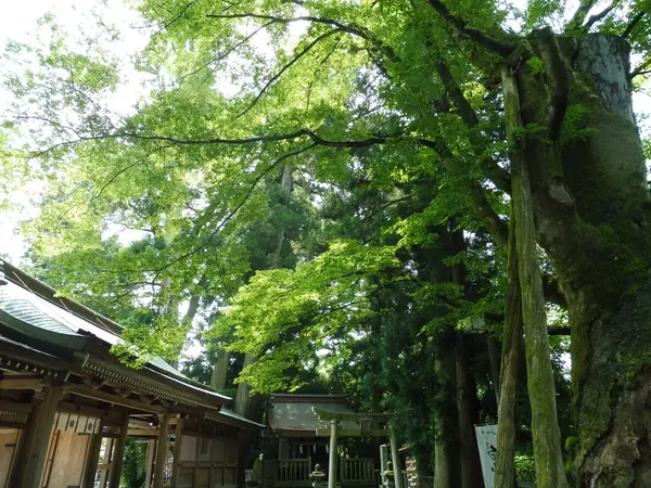 大けやき