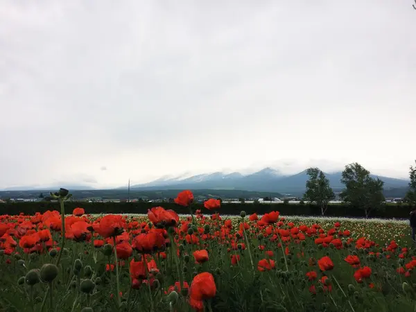十勝連峰をバックに