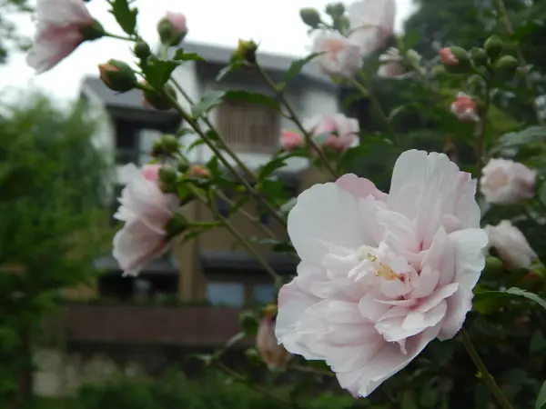 川を彩る夏の花たち～ムクゲ～