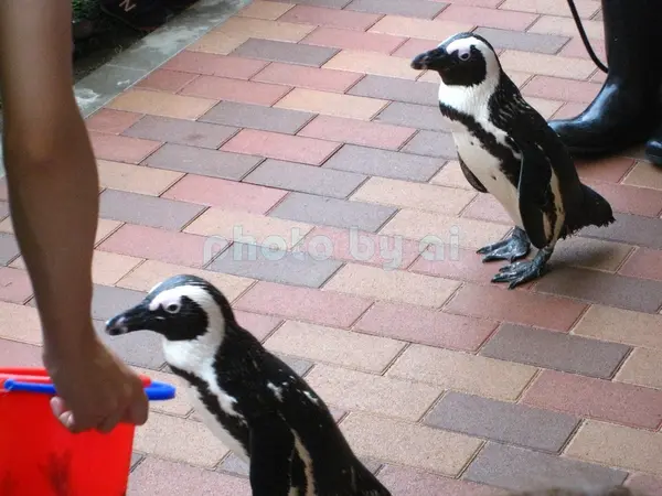 ペンギンとの触れ合い