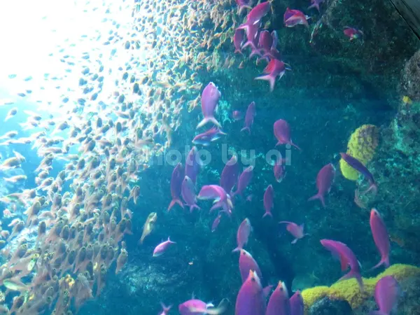 環境水族館