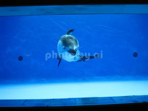 イルカが目の前に