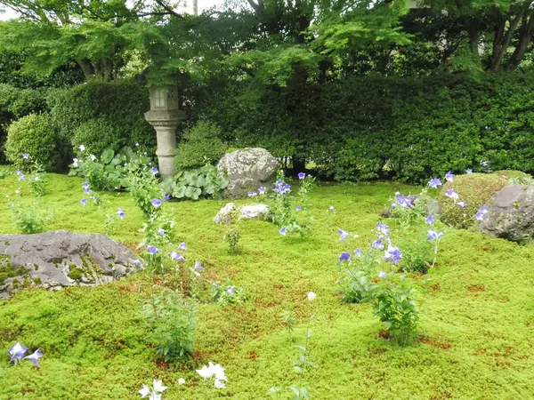 桔梗の花の咲く庭園