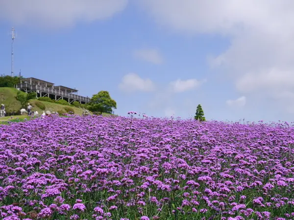 四季折々の花