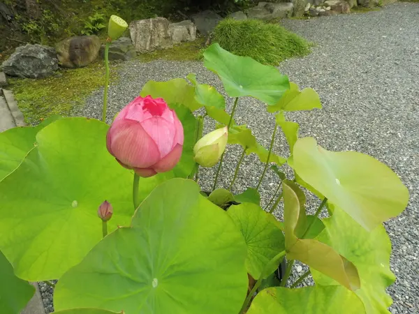 蓮の花がきれいです