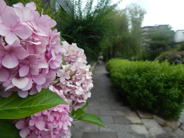 川を彩る夏の花たち～紫陽花～