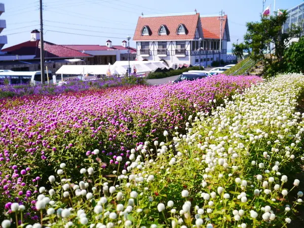 お花もいっぱい