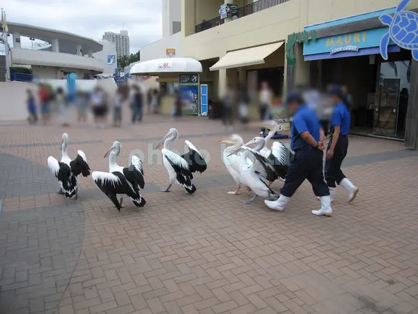 ペリカンのお散歩タイム