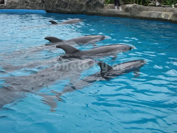 イルカの海(1)