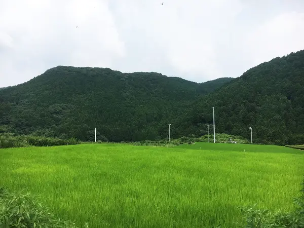 高台の棚田